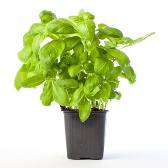Geniş Yaprak Yeşil Reyhan Tohumu 50 Adet Tohum Fesleğen