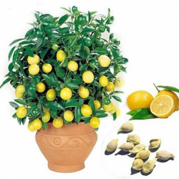 Bodur Hint Limonu Bonzai Ağacı Ekim Seti 5 Adet Tohum Saksı Toprak Kombin