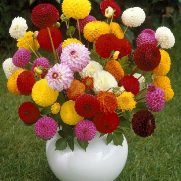 Karışık Dahlia Çiçeği Tohumu 5 Adet Tohum Yıldız Çiçek Tohumu