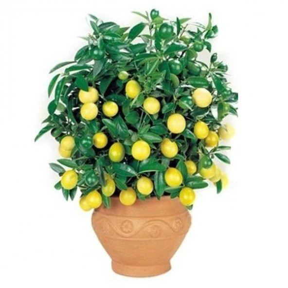 Bodur Hin Limonu Bonzai Ağacı Tohumu 5 Adet Bonsai Ağacı Tohumu ürün görseli