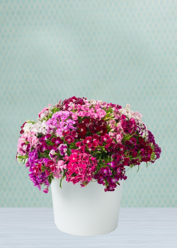 Karışık Hüsnüyusuf Çiçeği Tohumu 5 Adet Tohum Hüsnü Yusuf Çiçek Tohumu