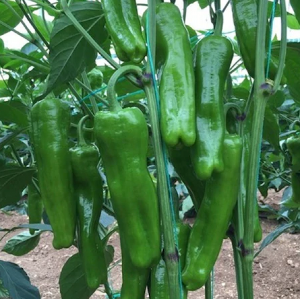 Meşhur Üç Burun Mazamort Biber Tohumu 25 Adet Tohum - 2