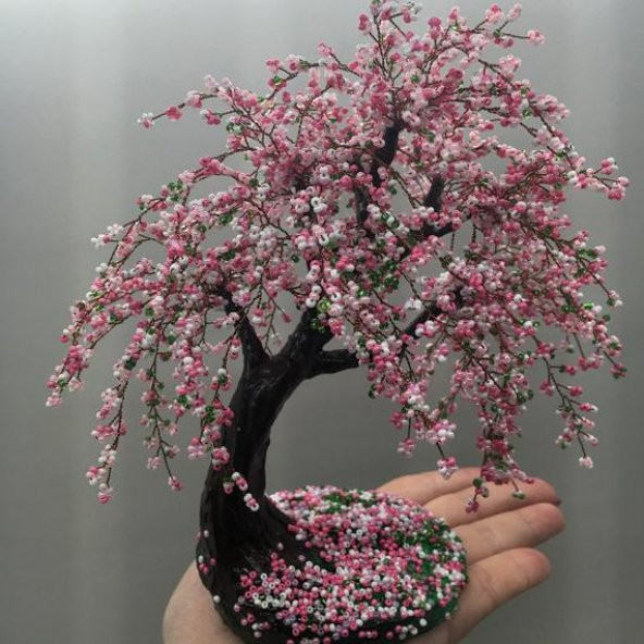 Bodur Cherry Blossom Bonzai Ağacı Ekim Seti 5 Adet Tohum Saksı Toprak Kombin - Resim 2