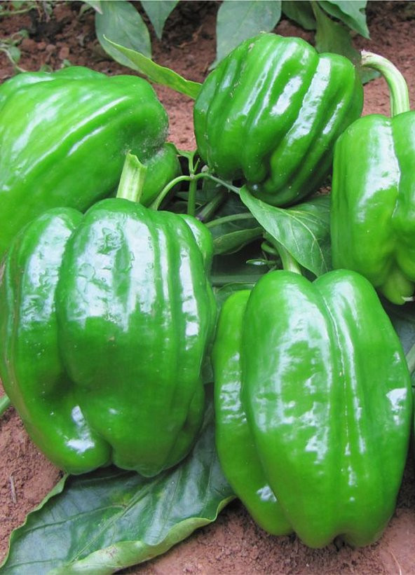 Meşhur Antep Acı Dolmalık Biber Tohumu 10 Adet Dolmalık Biberi Tohumu - 2