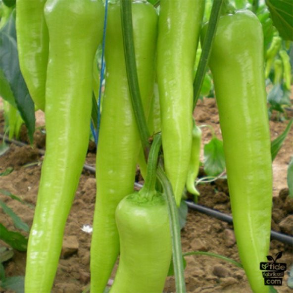 Nadir Acı Çarliston Biberi Tohumu 20 Adet Biber Tohumu - Resim 2