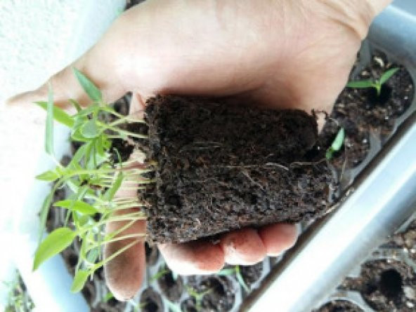 45 Gözlü Plastik Viyol Tohum Fide Çimlendirme - 2