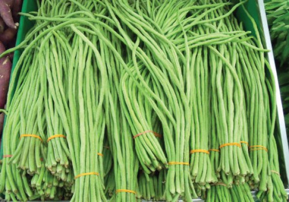 İthal Uzun Çin Fasülyesi Tohumu 3 Fasulye Tohumu - 2