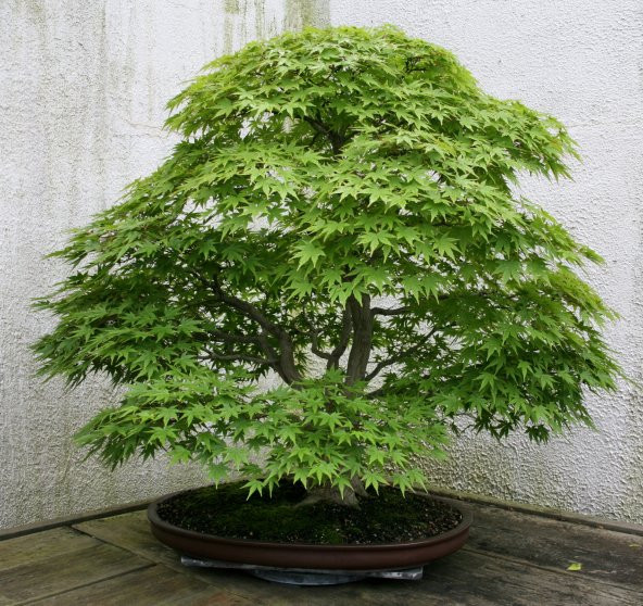 Bodur Japon Redwood Bonzai Ağacı Tohumu 5 Adet Bonsai Ağacı Tohumu