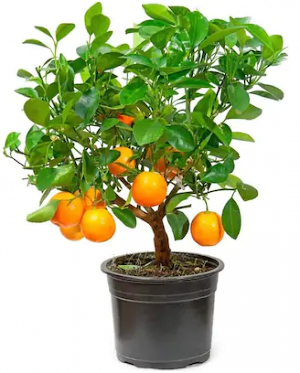 Bodur Portakal Bonzai Ağacı Tohumu 5 Adet Bonsai Ağacı Tohumu - 2