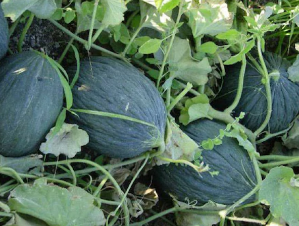 Kışlık Hasanbey Kavun Tohumu 15 Adet Tohum - 2
