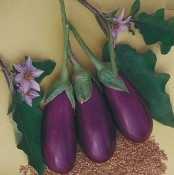 Antep Dolmalık Kurutmalık Patlıcan Tohumu 25 Adet Tohum - Resim 2