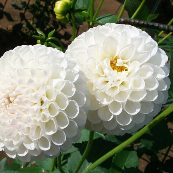 Karışık Dahlia Çiçeği Tohumu 5 Adet Tohum Yıldız Çiçek Tohumu - 2