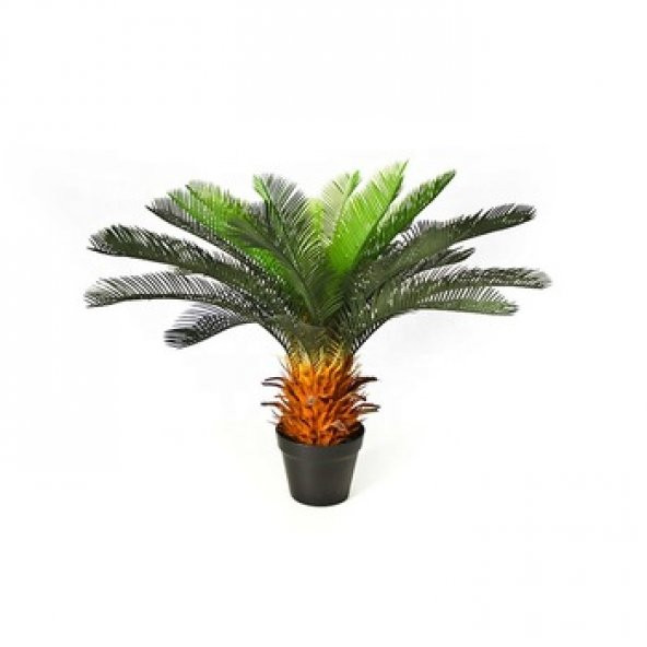 Nadir İthal Cycas Tohumu 3 Adet Tohum Sikas Revoluta - 2