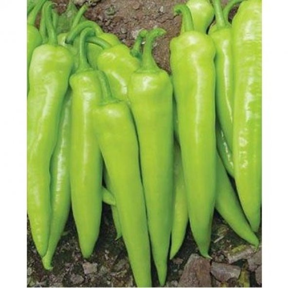 Nadir Acı Çarliston Biberi Tohumu 20 Adet Biber Tohumu - Resim 3