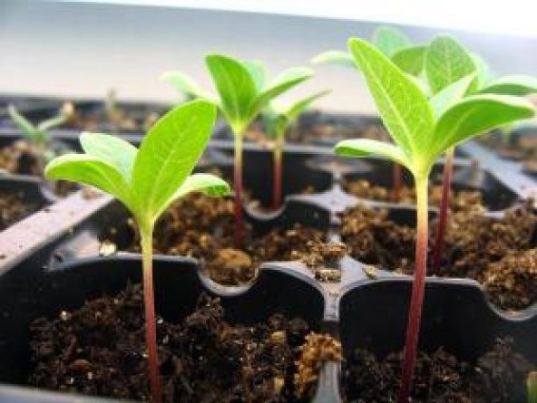 45 Gözlü Plastik Viyol Tohum Fide Çimlendirme - 3