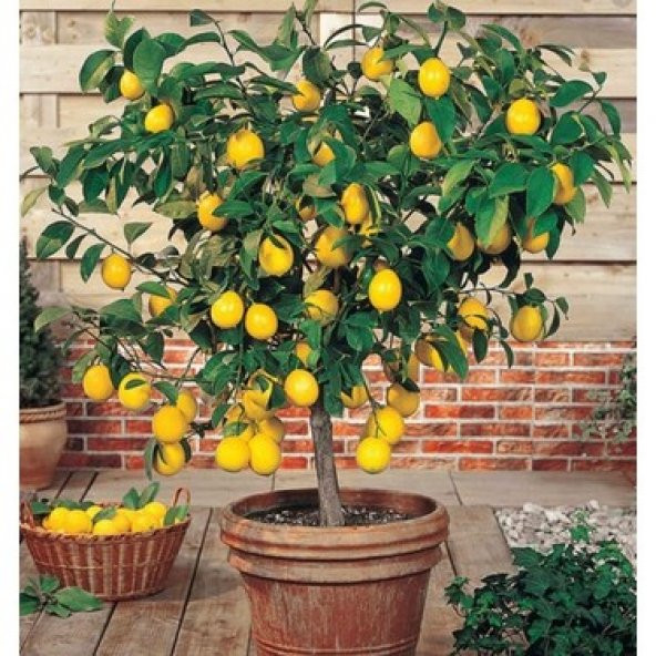 Bodur Hint Limonu Bonzai Ağacı Ekim Seti 5 Adet Tohum Saksı Toprak Kombin - 3