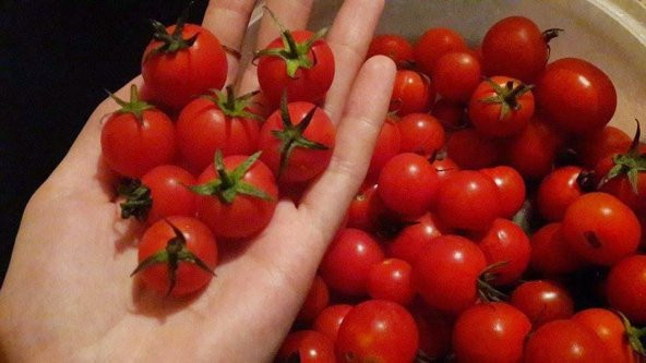 Bezelye Domatesi Tohumu 10 Adet Domates Tohumu - 3