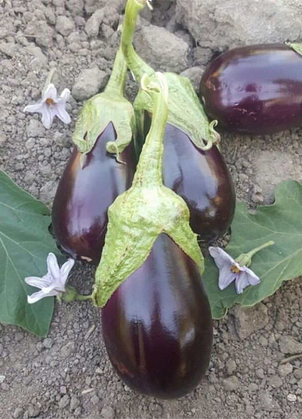 Adana Topak Dolmalık Patlıcan Tohumu 25 Adet Tohum - 3