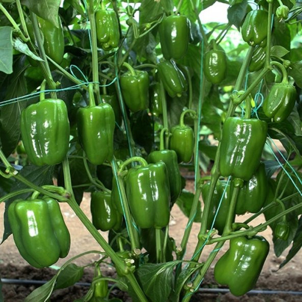 Meşhur Antep Acı Dolmalık Biber Tohumu 10 Adet Dolmalık Biberi Tohumu - 3
