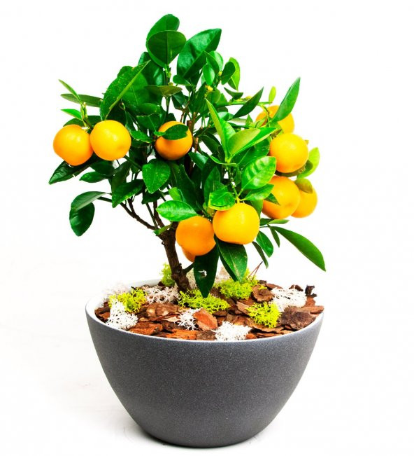 Bodur Portakal Bonzai Ağacı Ekim Seti 5 Adet Tohum Saksı Toprak Kombin - Resim 2