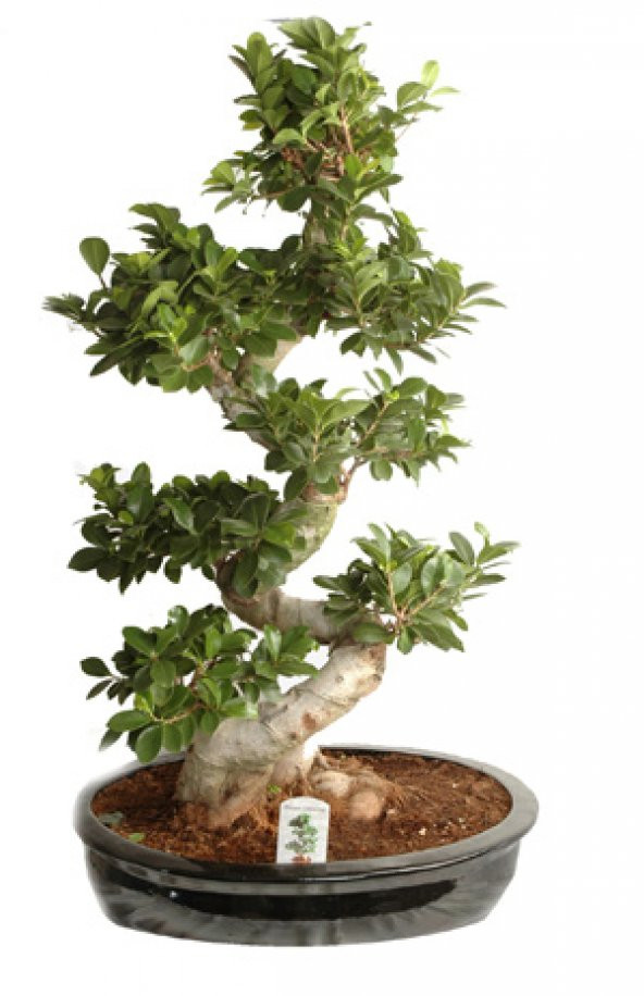 Bodur Hambeles Bonzai Ağacı Tohumu 5 Adet Tohum Bonsai Ağacı Tohumu