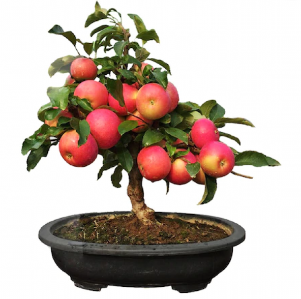 Bodur Elma Bonzai Ağacı Tohumu 5 Adet Tohum Bonsai Ağacı Tohumu