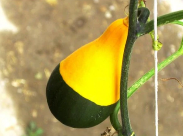 Sarı Yeşil Kabak Tohumu 5 Adet Tohum Süs Kabağı - 4