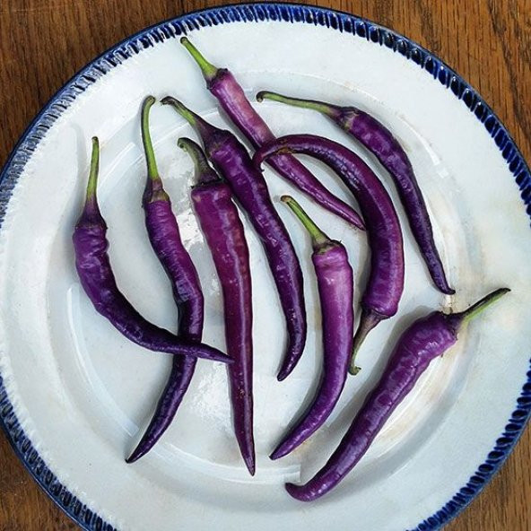 Hafif Acı Sivri Mor Biber Tohumu 5 Adet Tohum