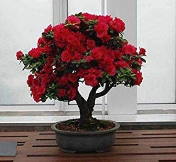 Bodur Kırmızı Gül Bonzai Ağacı Tohumu 5 Adet Tohum Bonsai Ağacı Tohumu