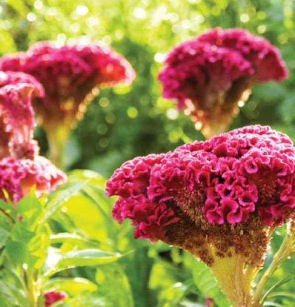 Celosia Çiçeği Ekim Seti Saksı Toprak 5 Adet Tohum Kombin - 2
