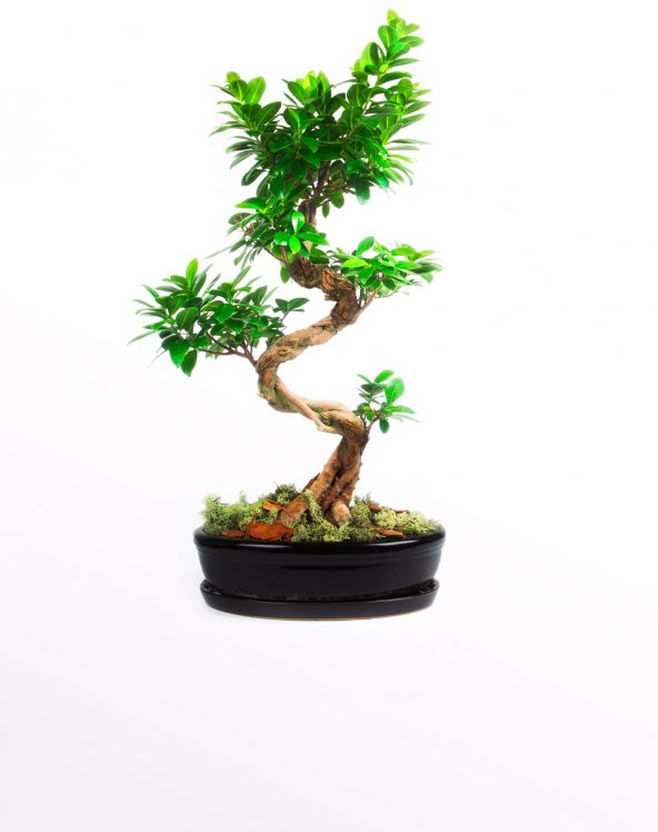 Bodur Hambeles Bonzai Ağacı Tohumu 5 Adet Tohum Bonsai Ağacı Tohumu - 2