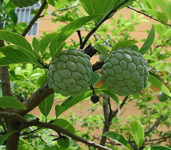 Tropikal Sugar Apple Meyvesi Tohumu 3 Adet Tohum Şeker Elma - 2
