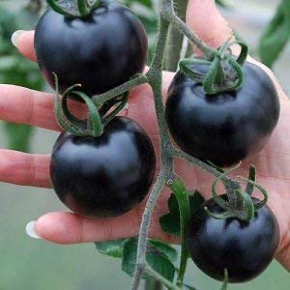 Siyah Domates Tohumu 5 Adet Tohum Black Tomato - 2