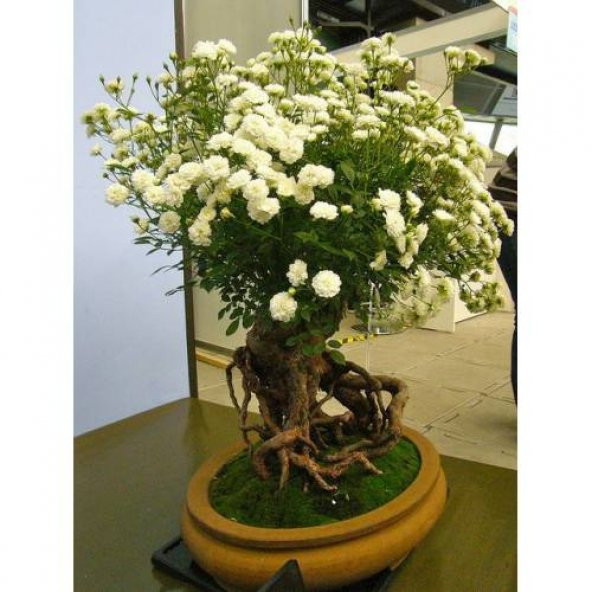 Bodur Beyaz Gül Bonzai Ağacı Tohumu 5 Adet Tohum Bonsai Ağacı Tohumu - 2