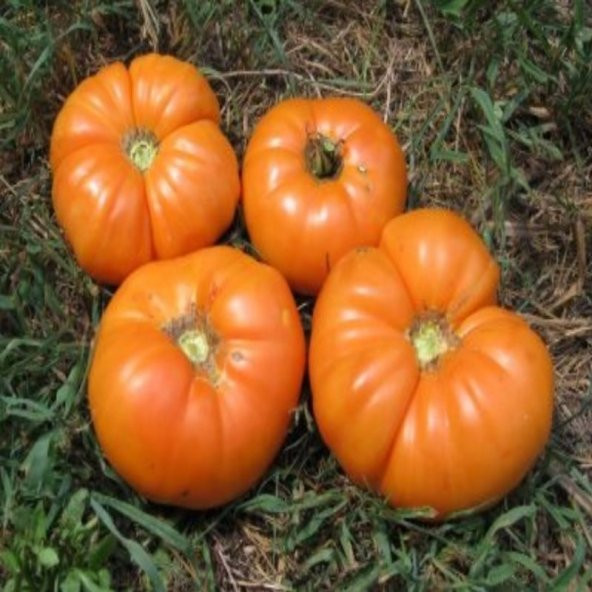 Nadir İthal İri Turuncu Domates Tohumu 5 Adet Tohum - 2