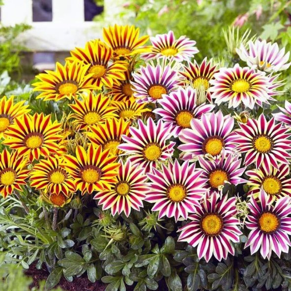 Gazanya Çiçeği Tohumu 5 Adet Tohum Çiçek Tohumu - 3