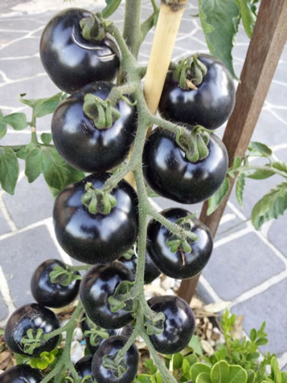 Siyah Domates Tohumu 5 Adet Tohum Black Tomato - 3