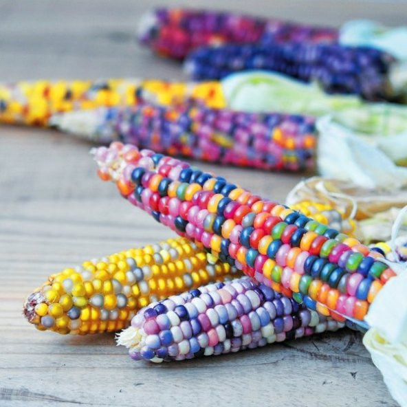 Eko Paket 10 Adet Tohum Egzotik Nadir Renkli Hint Mısırı Tohumu Mısır Tohumu