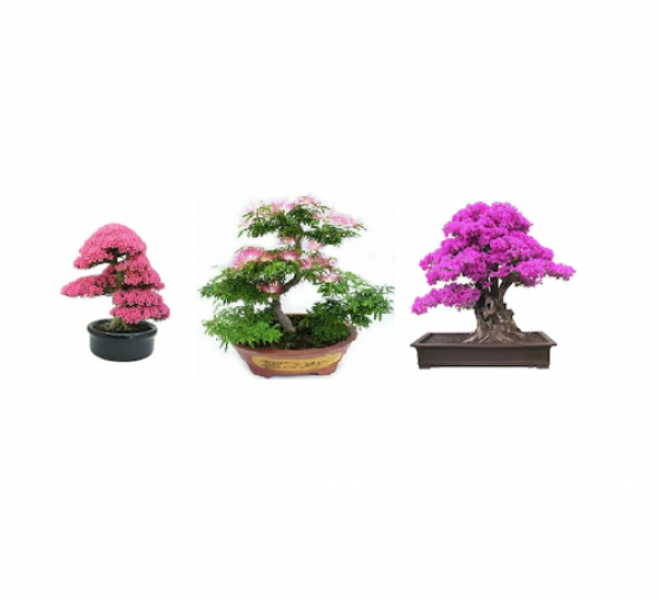 3lü Bonsai Ağacı Ekim Seti Erguvan Gülibrişim Mersin Bonzai Ağacı Tohumu Kombin