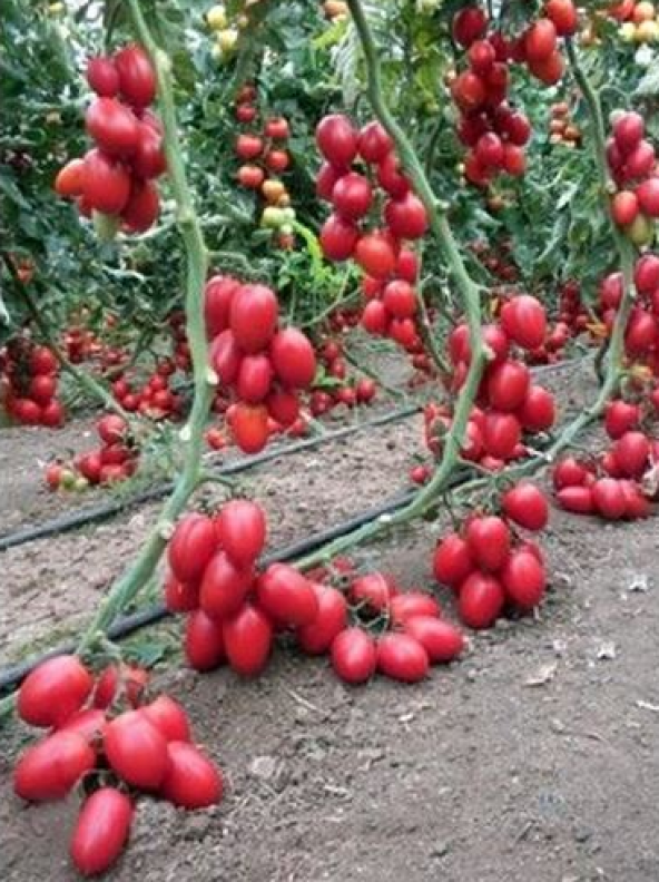 Saksılık Zeytin Domates Tohumu 10 Adet Tohum Kahvaltılık Domates Tohumu - Resim 2