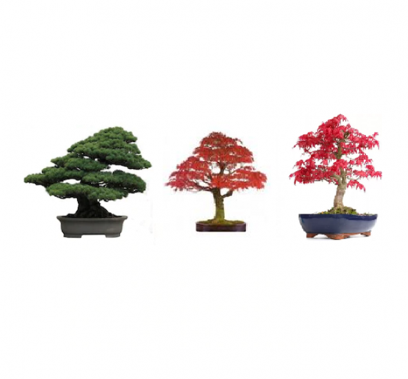 3lü Bonsai Ağacı Ekim Seti Acer Rubrum Selvi Çınar Bonzai Ağacı Tohumu Kombin