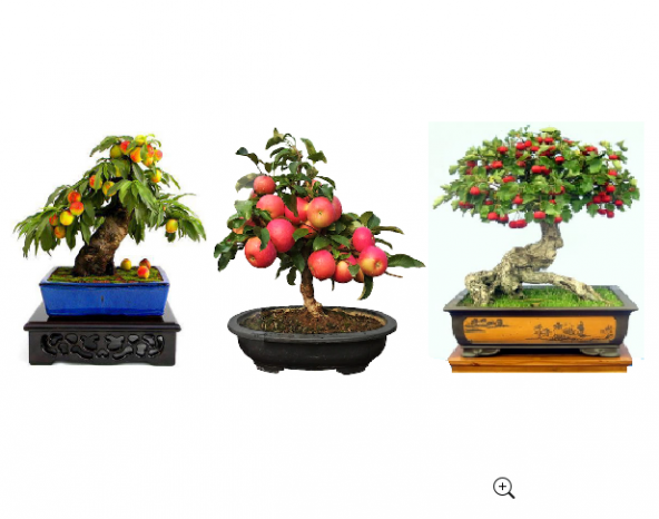 3lü Bonsai Ağacı Ekim Seti Şeftali Elma Alıç Bonzai Ağacı Tohumu Kombin