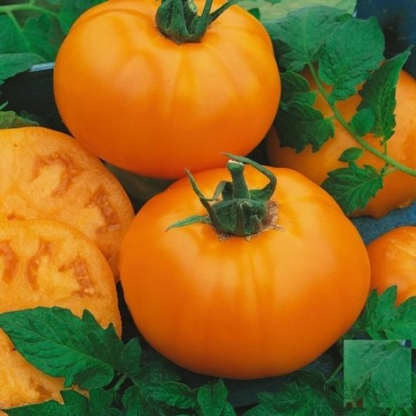 Nadir İthal İri Turuncu Domates Tohumu 5 Adet Tohum - Resim 2