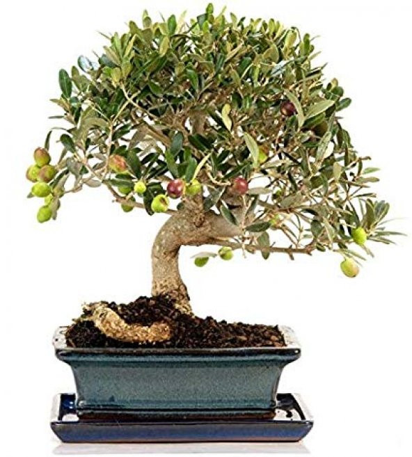 Bodur Zeytin Bonzai Ağacı Ekim Seti 2 Adet Tohum Saksı Toprak Kombin