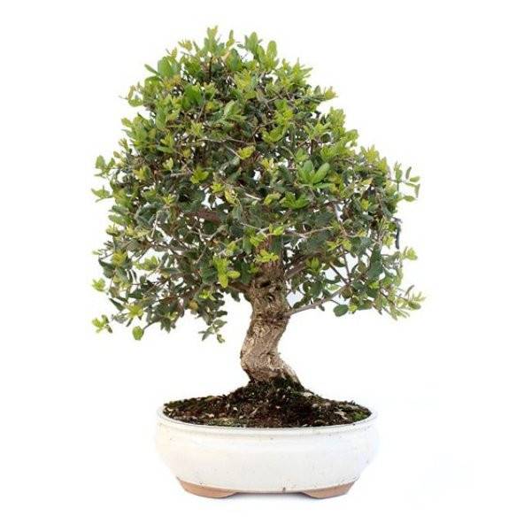 Bodur Zeytin Bonzai Ağacı Tohumu 3 Adet Tohum Bonsai Ağacı Tohumu