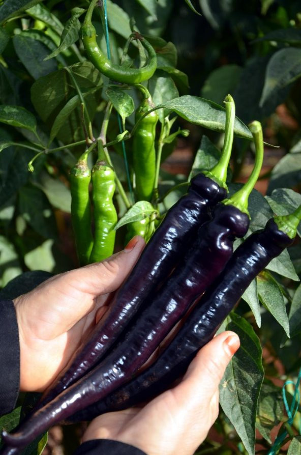 Hafif Acı Sivri Mor Biber Tohumu 5 Adet Tohum - 3