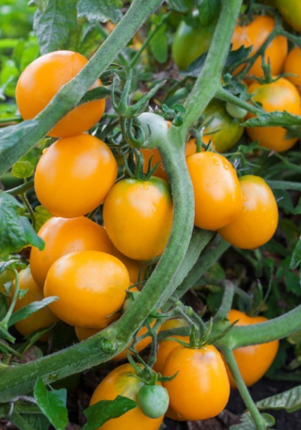 Ithal Nadit Cherry Turuncu Domates Tohumu 10 Adet Tohum - Resim 3