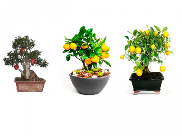 3lü Bonsai Ağacı Ekim Kayısı Portakal Nar Bonzai Ağacı Tohumu Kombin