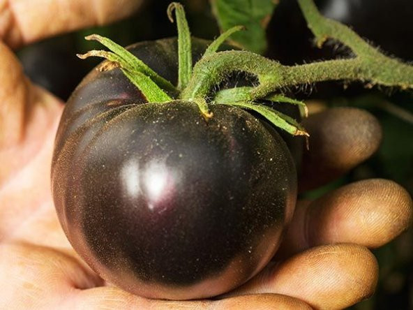 Siyah Domates Tohumu 5 Adet Tohum Black Tomato - 4