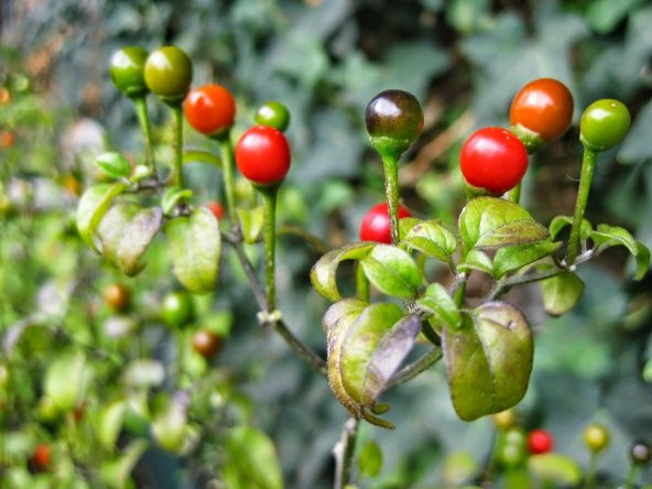 Nadir İthal Acı Cherry Kiraz Biberi Tohumu 10 Adet Tohum Biber Tohumu - 3